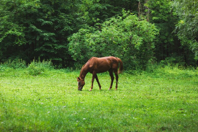 Cavallo che bruca